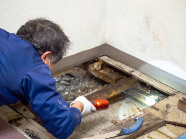 Best Industrial Mold Remediation in Lakeside, FL